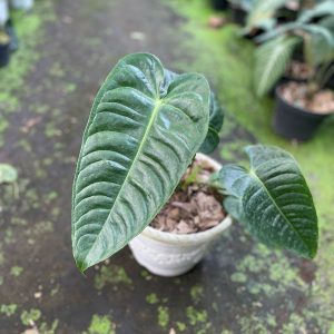 Tanaman-Hias-Anthurium-Veitchii
