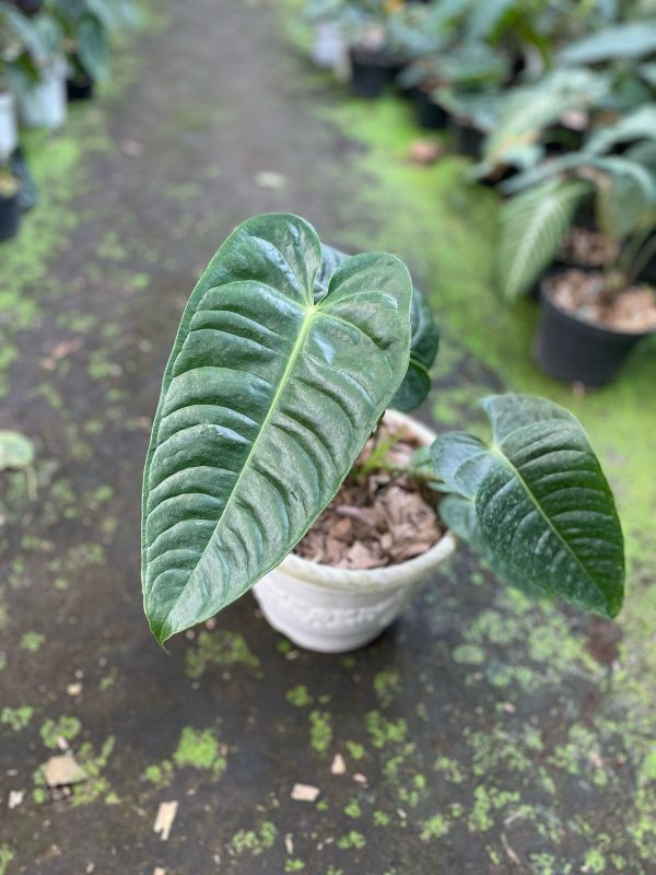 Tanaman-Hias-Anthurium-Veitchii