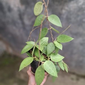 Tanaman-Hias-Daun-Dolar