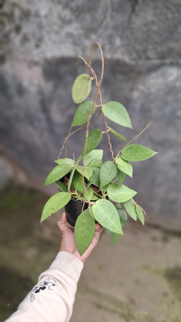 Tanaman-Hias-Daun-Dolar