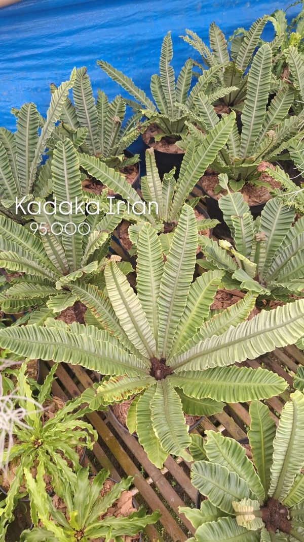 Tanaman-Hias-Kadaka-Irian
