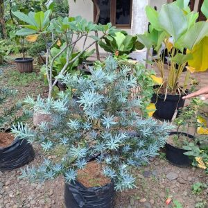 Tanaman-Hias-Lohansung-Blue-Ice