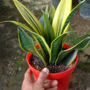 Tanaman-Hias-Sansivera-Goldensaw