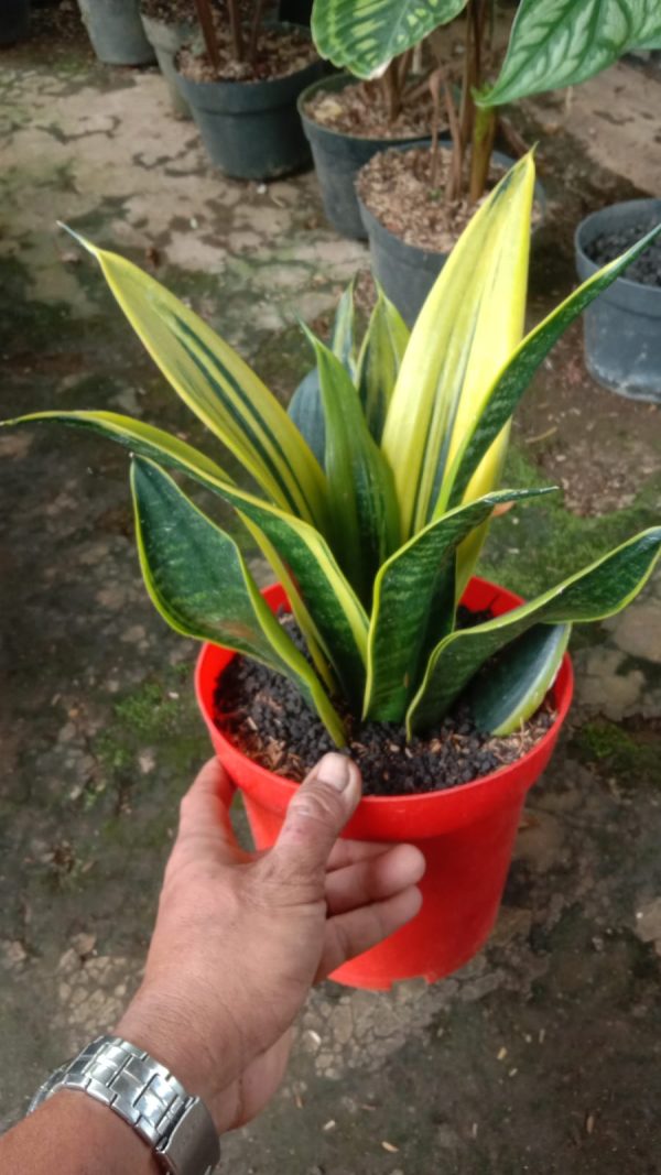 Tanaman-Hias-Sansivera-Goldensaw