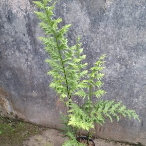 Tanaman-Hias-Tumbuhan-Pakis