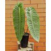 Tanaman Hias Anthurium Veitchii - Image 2