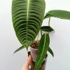 Tanaman Hias Anthurium Veitchii - Image 3