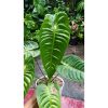 Tanaman Hias Anthurium Veitchii - Image 4