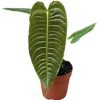 Tanaman Hias Anthurium Veitchii - Image 5