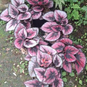 tanaman-hias-begonia-pink