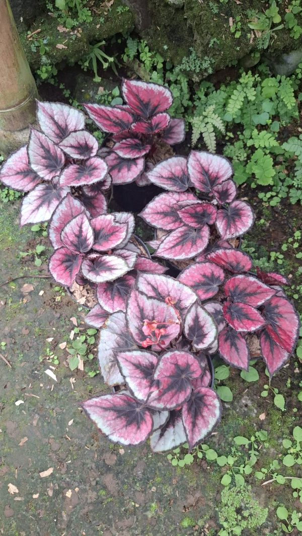 tanaman-hias-begonia-pink