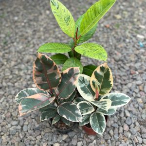 Tanaman-Hias-Ficus-Tineke