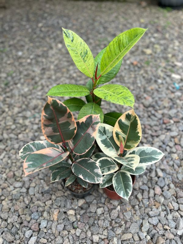 Tanaman-Hias-Ficus-Tineke
