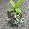 tanaman-hias-ficus-tineke